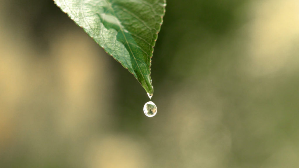 The lotus leaf: how nature makes water-repellent materials.